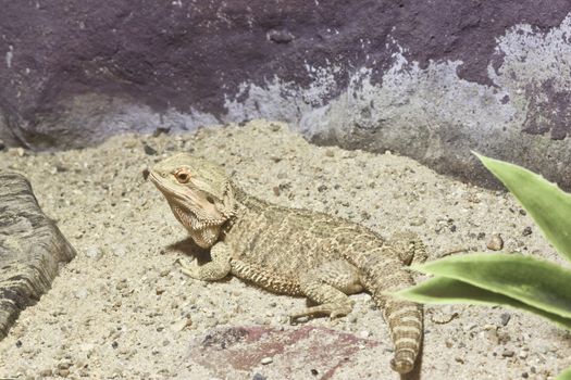 little lizard, Bearded Dragons in yellow lighting