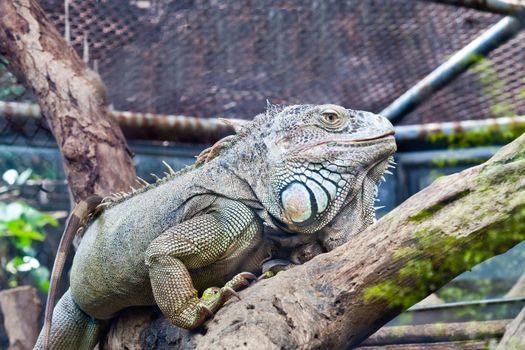 lizard, iguana on the tree