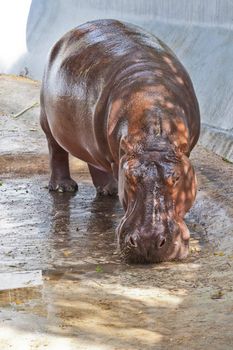 Hippopotamus