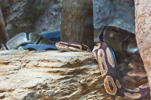 Snake, Thai Python, focus at eyes