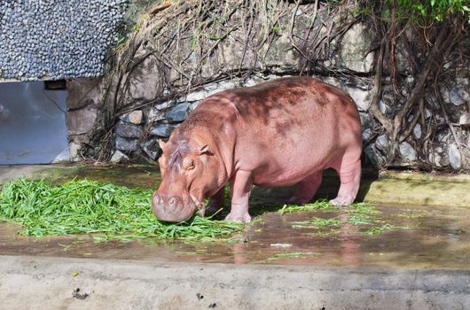 Hippopotamus