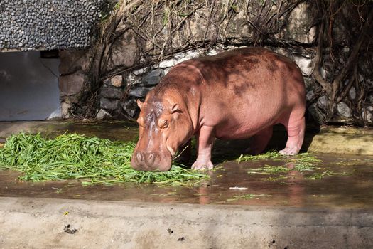 Hippopotamus