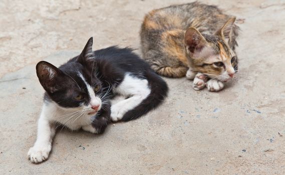 two small cute kitten sitting