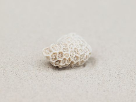 Closeup of a beautiful coral on a white sandy beach in Malaysia