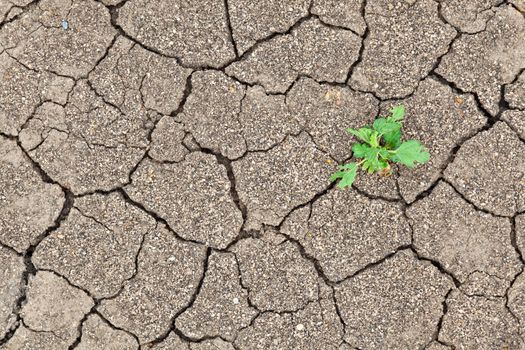 Small plant growth between cracked soil texture