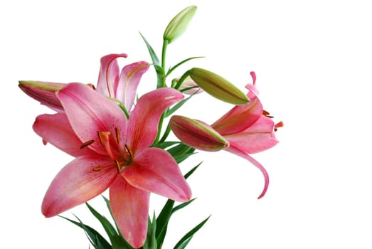 Lily Bouquet Isolated on White