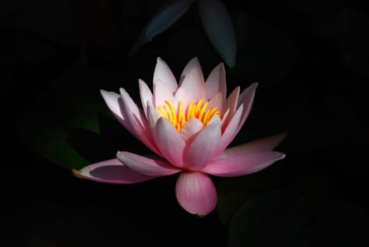 Blooming Water Lily on Black Background