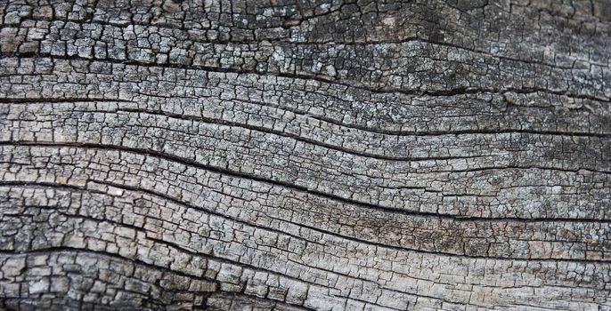 Old Dry Cracked Tree Texture