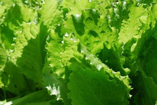 Salad Geen Leaves Gowth in the Garden