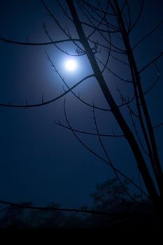 The moon shines eerily through the haze of a night sky and the branches of a bare tree.