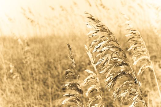 Sea oats blowing in the breeze on a tropical beach