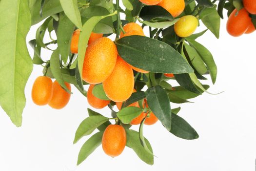 a kumquat tree branch isolated on a white background