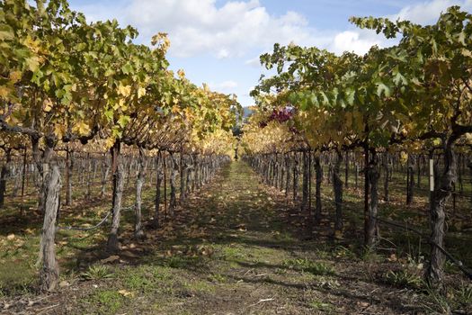 A row of grape vines used for making wine