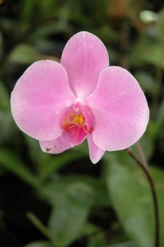 orchid that growth well in tropical climate