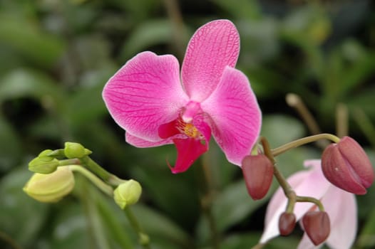 orchid that growth well in tropical climate