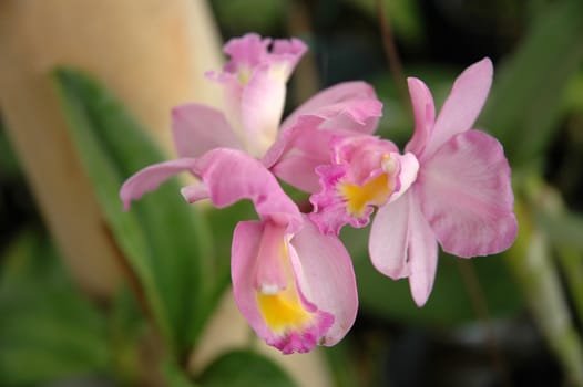 orchid that growth well in tropical climate