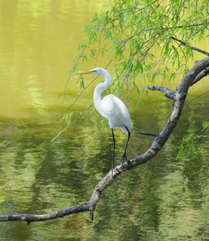 A great egret perched on a limb above a lake.