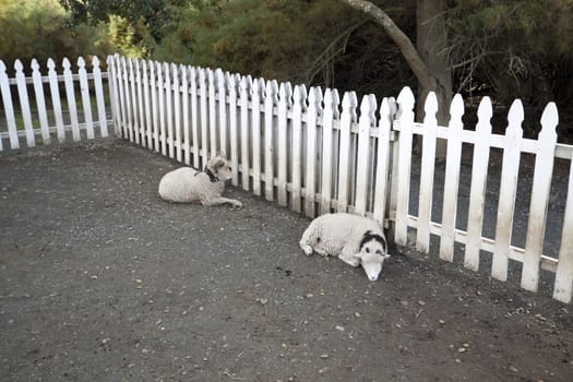 Two sleeping horned sheep by a white picket fence