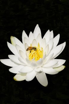  A honey bee gathering pollen from a water lily.