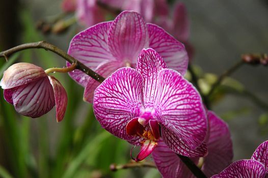 orchid that growth well in tropical climate