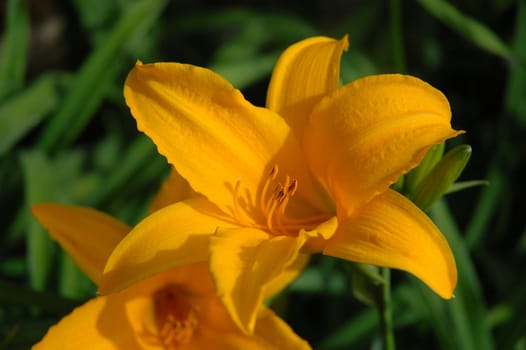 yellow tulip that growth well in indonesia
