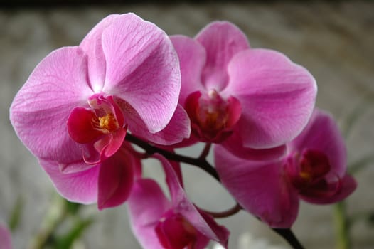 orchid that growth well in tropical climate