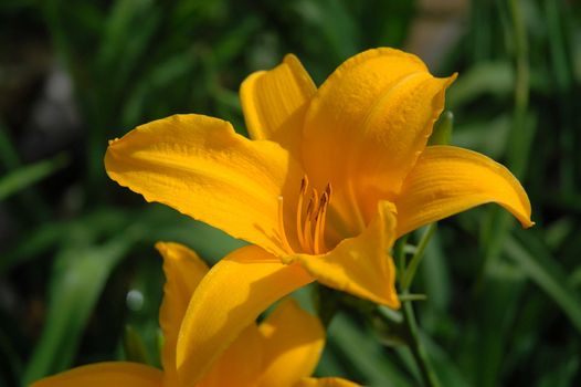 yellow tulip that growth well in indonesia
