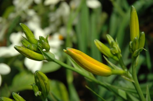 yellow tulip that growth well in indonesia
