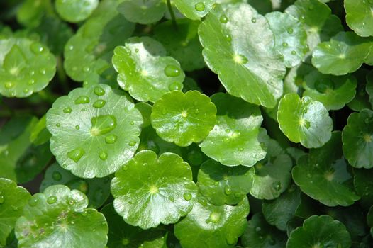 green leaf as background, suitable for environmental issue