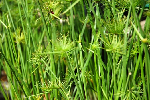green leaf as background, suitable for environmental issue