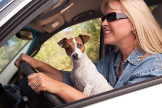 Jack Russell Terrier Dog Enjoying a Car Ride.