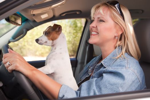 Jack Russell Terrier Dog Enjoying a Car Ride.