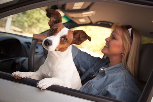 Jack Russell Terrier Dog Enjoying a Car Ride.