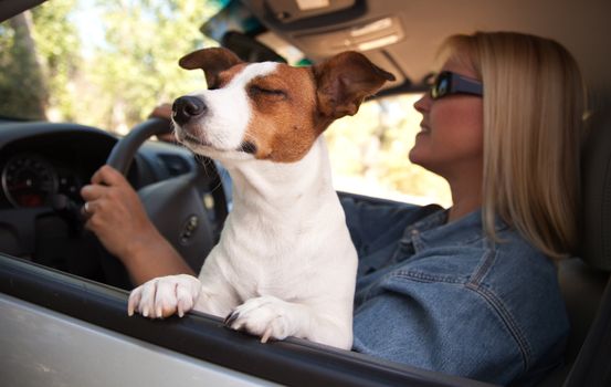 Jack Russell Terrier Dog Enjoying a Car Ride.