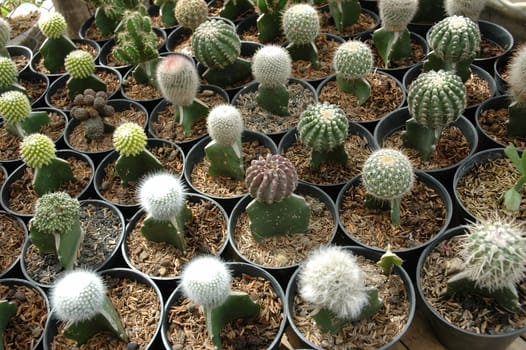close up view of cactus that growth well in indonesia