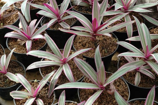 purple leaf as background, suitable for garden and flower research