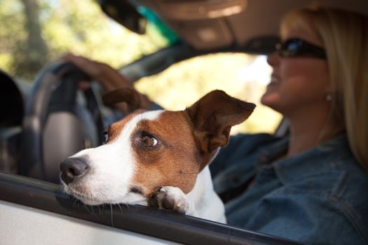 Jack Russell Terrier Dog Enjoying a Car Ride.