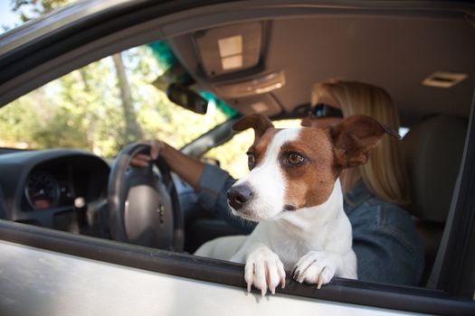 Jack Russell Terrier Dog Enjoying a Car Ride.