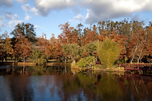 A natural pond with water and fall colors