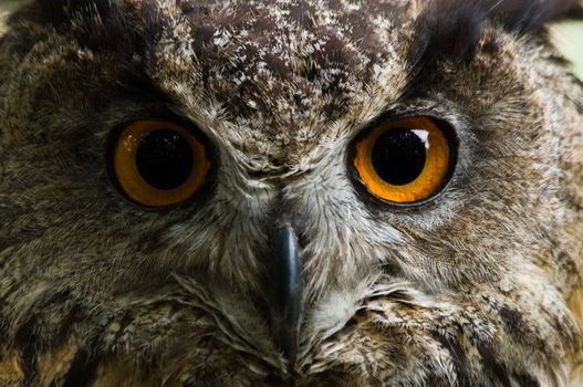 Great orange eyes of eagle owl - the biggest owls in the world