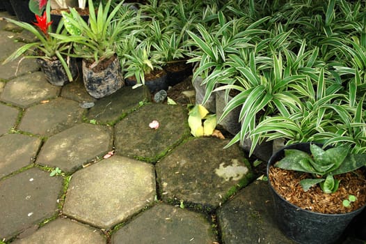 variety of gardenia flower in backyard house terrace
