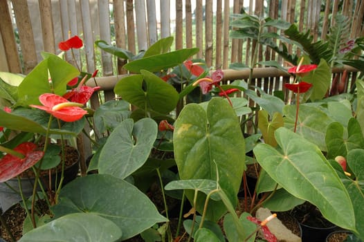 variety of gardenia flower in backyard house terrace