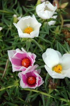 purple rose that growth well in tropical climate
