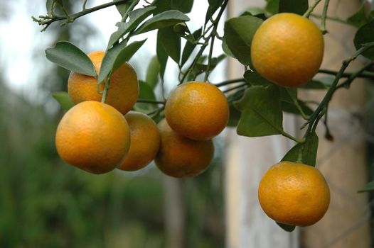 oranges hanging from an orange tree that growth well in tropical climate
