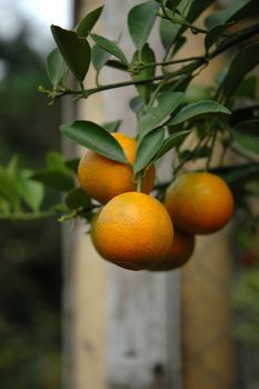 oranges hanging from an orange tree that growth well in tropical climate