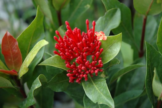 tropical flower that growth well in indonesia