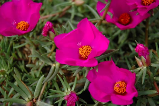 purple rose that growth well in tropical climate