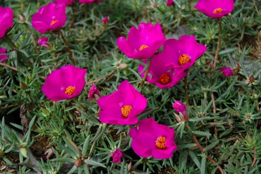 purple rose that growth well in tropical climate