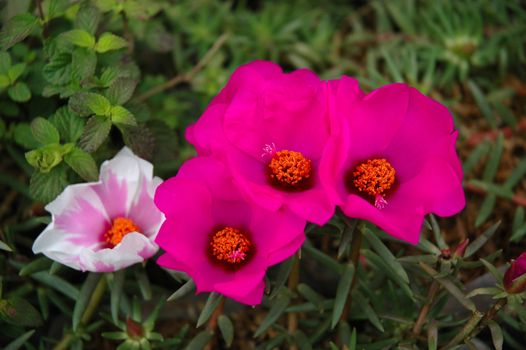 purple rose that growth well in tropical climate