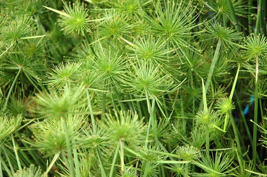 green leaf as background, suitable for garden and flower research